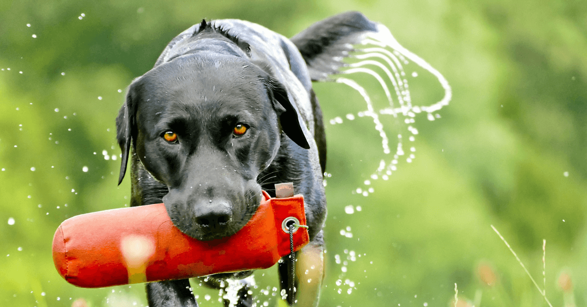 Featured Image for Best Dog Breeds for Waterfowl Hunting